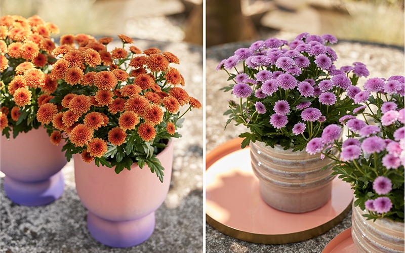 Crisantemos de pequeñas flores para llenar las macetas